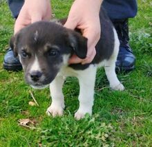 KIYAN, Hund, Mischlingshund in Griechenland - Bild 10