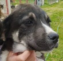 KIYAN, Hund, Mischlingshund in Griechenland - Bild 4