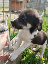 KIYAN, Hund, Mischlingshund in Griechenland - Bild 5