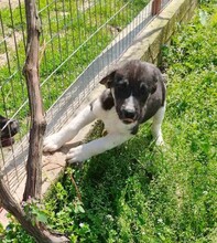 KIYAN, Hund, Mischlingshund in Griechenland - Bild 6