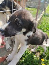KIYAN, Hund, Mischlingshund in Griechenland - Bild 7