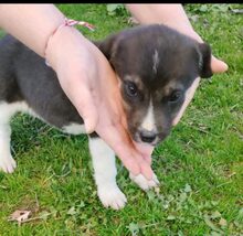 KIYAN, Hund, Mischlingshund in Griechenland - Bild 8