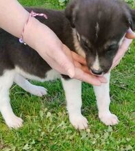 KIYAN, Hund, Mischlingshund in Griechenland - Bild 9