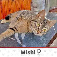 MISHI, Katze, Europäisch Kurzhaar in Bulgarien - Bild 2