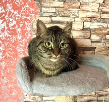 MISHI, Katze, Europäisch Kurzhaar in Bulgarien - Bild 3