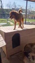 YUSHA, Hund, Mischlingshund in Rumänien - Bild 17