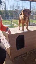YUSHA, Hund, Mischlingshund in Rumänien - Bild 18