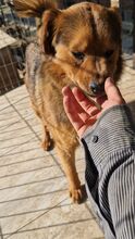 YUSHA, Hund, Mischlingshund in Rumänien - Bild 19