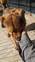 YUSHA, Hund, Mischlingshund in Rumänien - Bild 20