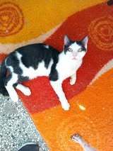 MUKI, Katze, Europäisch Kurzhaar in Bulgarien - Bild 4