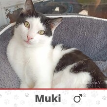 MUKI, Katze, Europäisch Kurzhaar in Tornesch