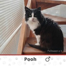 POOH, Katze, Langhaarkatze-Mix in Langenhagen