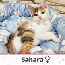 SAHARA, Katze, Europäisch Kurzhaar in Hamburg