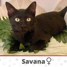 SAVANA, Katze, Europäisch Kurzhaar in Bulgarien - Bild 5