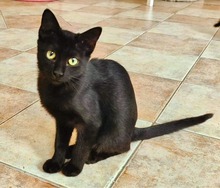SAVANA, Katze, Europäisch Kurzhaar in Bulgarien - Bild 6