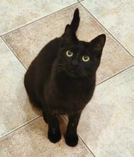 SAVANA, Katze, Europäisch Kurzhaar in Bulgarien - Bild 7