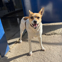 CHIVA, Hund, Mischlingshund in Spanien - Bild 1