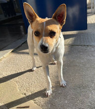 CHIVA, Hund, Mischlingshund in Spanien - Bild 2