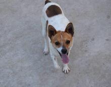 CHIVA, Hund, Mischlingshund in Spanien - Bild 3