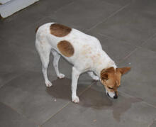CHIVA, Hund, Mischlingshund in Spanien - Bild 4