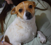 CHIVA, Hund, Mischlingshund in Spanien - Bild 5