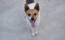 CHIVA, Hund, Mischlingshund in Spanien - Bild 6