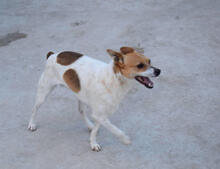 CHIVA, Hund, Mischlingshund in Spanien - Bild 7