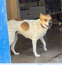 CHIVA, Hund, Mischlingshund in Spanien - Bild 8