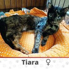 TIARA, Katze, Europäisch Kurzhaar in Hamburg