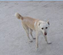 FURI, Hund, Podenco-Mix in Spanien - Bild 1