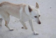 FURI, Hund, Podenco-Mix in Spanien - Bild 2
