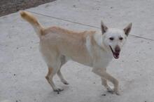 FURI, Hund, Podenco-Mix in Spanien - Bild 3