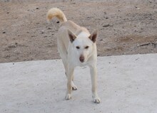 FURI, Hund, Podenco-Mix in Spanien - Bild 4