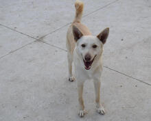 FURI, Hund, Podenco-Mix in Spanien - Bild 5