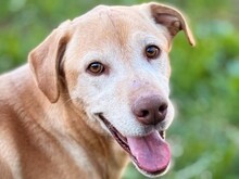 BALU1, Hund, Labrador-Mix in Forchheim - Bild 1