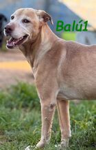 BALU1, Hund, Labrador-Mix in Forchheim - Bild 2