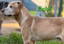 BALU1, Hund, Labrador-Mix in Forchheim - Bild 3
