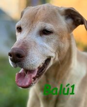 BALU1, Hund, Labrador-Mix in Forchheim - Bild 4