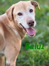 BALU1, Hund, Labrador-Mix in Forchheim - Bild 5