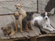 DAISY, Hund, Mischlingshund in Bulgarien - Bild 10