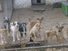 DAISY, Hund, Mischlingshund in Bulgarien - Bild 11