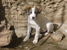 DAISY, Hund, Mischlingshund in Bulgarien - Bild 9