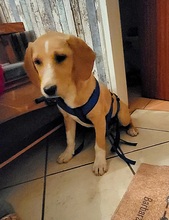 ROCKY, Hund, Labrador-Mix in Schleswig - Bild 10