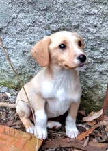 ROCKY, Hund, Labrador-Mix in Schleswig - Bild 11