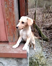 ROCKY, Hund, Labrador-Mix in Schleswig - Bild 12