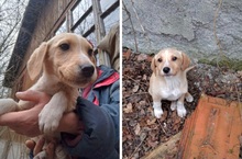 ROCKY, Hund, Labrador-Mix in Schleswig - Bild 13
