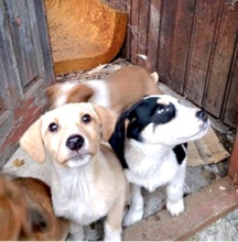 ROCKY, Hund, Labrador-Mix in Schleswig - Bild 14