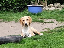 ROCKY, Hund, Labrador-Mix in Schleswig - Bild 2