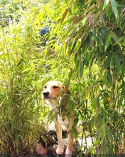 ROCKY, Hund, Labrador-Mix in Schleswig - Bild 3