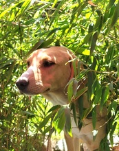 ROCKY, Hund, Labrador-Mix in Schleswig - Bild 4